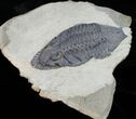 Rare Odontocephalus - One Of The Best Ever Found #11820-2